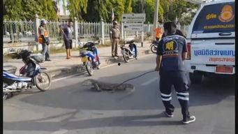 国产警察制服视频,威严与时尚的完美融合-第1张图片-h黄动漫视频在线观看网站