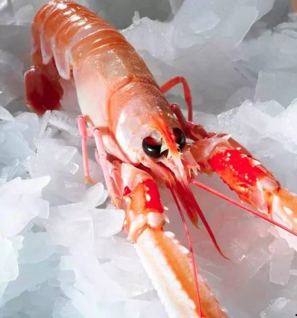 国产鳌虾捕捞视频,捕捞技艺与生态保护并重-第1张图片-h黄动漫视频在线观看网站