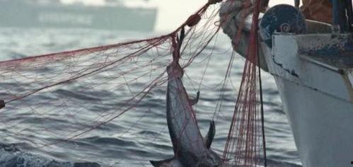 国产鳌虾捕捞视频,捕捞技艺与生态保护并重-第2张图片-h黄动漫视频在线观看网站