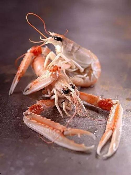 国产鳌虾捕捞视频,捕捞技艺与生态保护并重-第3张图片-h黄动漫视频在线观看网站