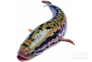 国产黑鱼有必要养吗视频,养还是不养，这是一个问题-第1张图片-h黄动漫视频在线观看网站