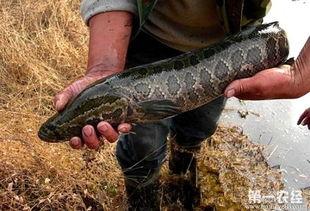 国产黑鱼有必要养吗视频,养还是不养，这是一个问题-第2张图片-h黄动漫视频在线观看网站