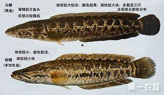 国产黑鱼有必要养吗视频,养还是不养，这是一个问题-第3张图片-h黄动漫视频在线观看网站