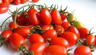 大番茄国产线看视频7,揭秘现代化番茄种植技术-第3张图片-h黄动漫视频在线观看网站