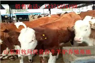 国产黄牛育种视频在线,在线视频带你领略现代育种风采-第2张图片-h黄动漫视频在线观看网站