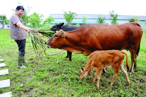国产黄牛育种视频在线,在线视频带你领略现代育种风采-第3张图片-h黄动漫视频在线观看网站