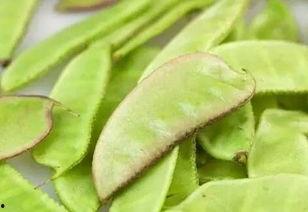 扁豆视频观看国产,营养美味,健康生活新选择-第2张图片-h黄动漫视频在线观看网站 扁豆视频观看国产,营养美味,健康生活新选择-第2张图片-h黄动漫视频在线观看网站