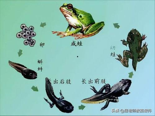 国产蝌蚪小视频精品,精品内容汇聚，带你领略短视频魅力-第1张图片-h黄动漫视频在线观看网站